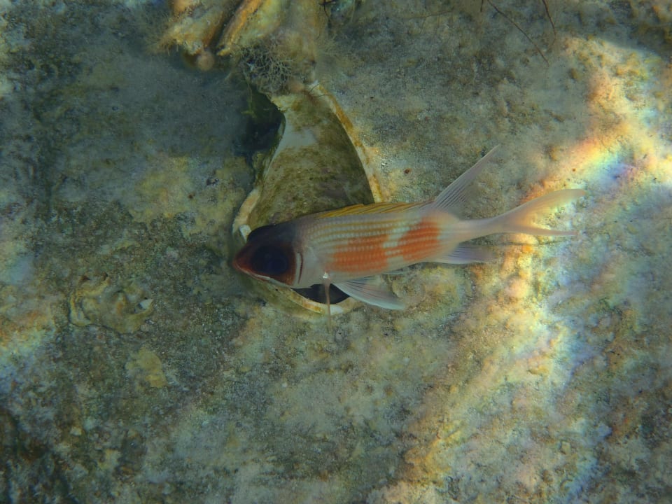Ein Fisch Catalonia Punta Cana - All Inclusive