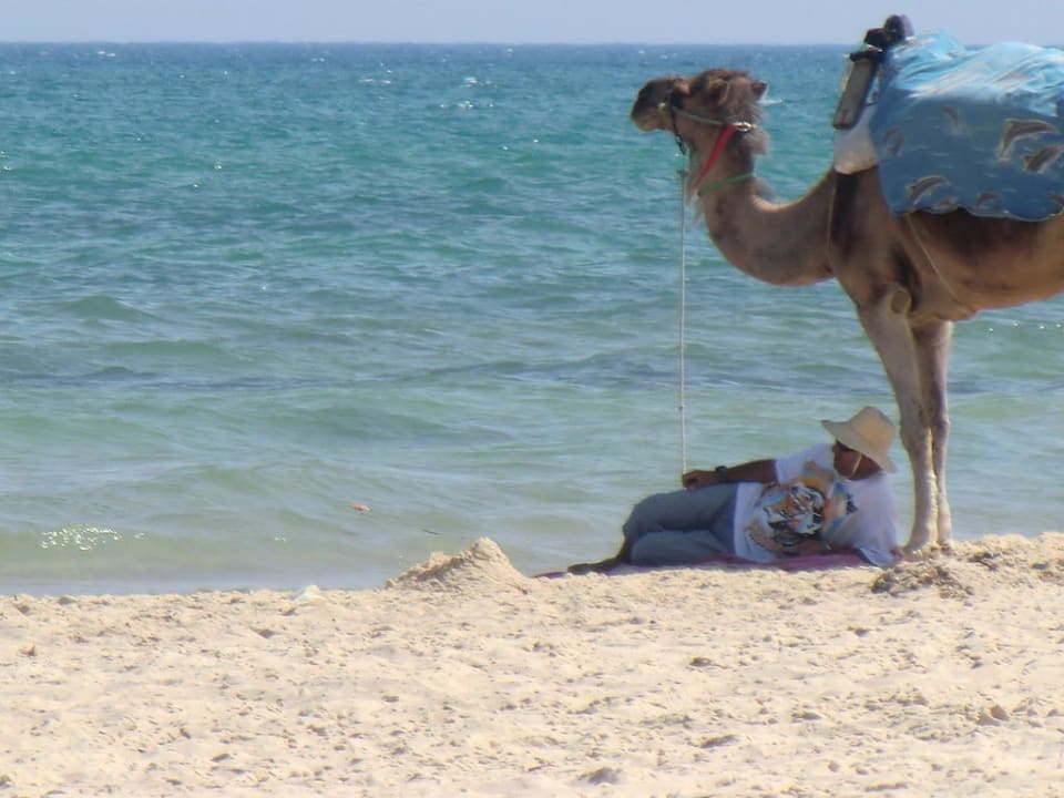 Kamel & Mensch macht Pause Hotel Paradis Palace