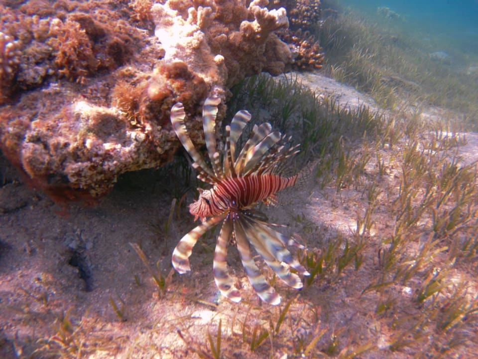 Sport & Freizeit Shams Alam Beach Resort