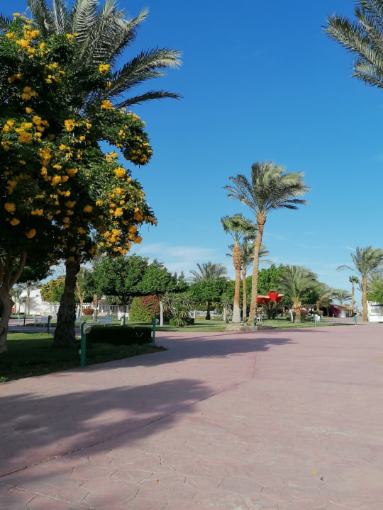 Gartenanlage Desert Rose