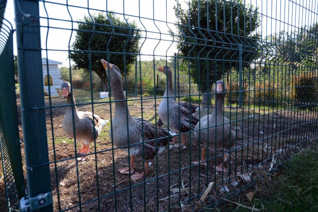Titanic Deluxe Belek Titanic Deluxe Golf Belek