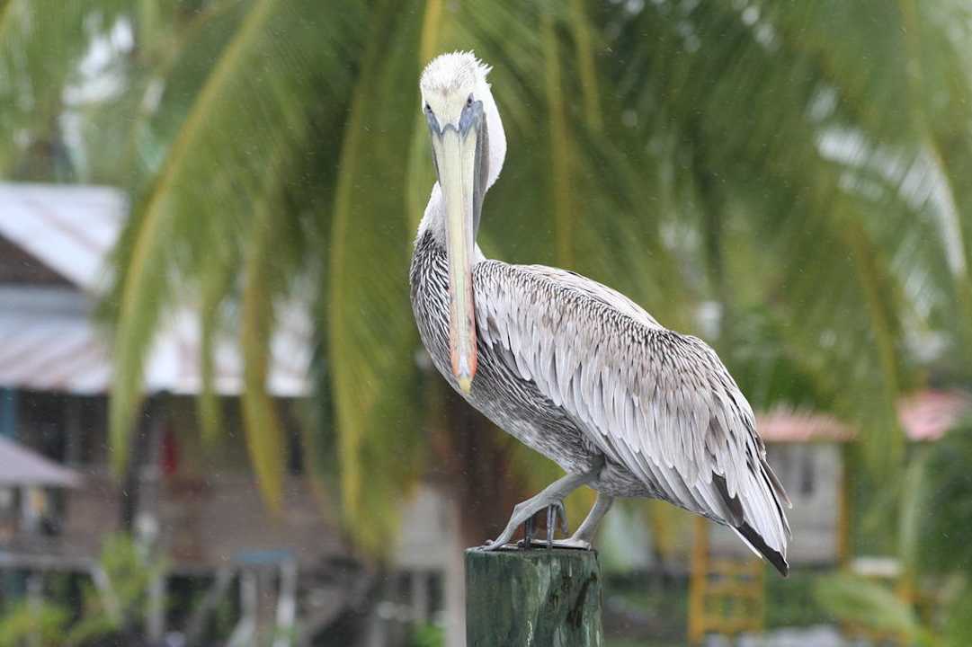 Pelikan Casa Acuario