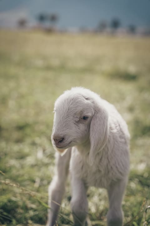 Sport & Freizeit Maraias Luxury Suites & Apartments