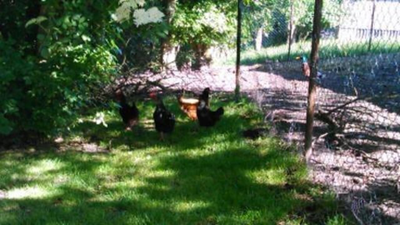 Auch hinter dem Haus geht es manchmal tierisch zu. Ferienhof Upwarf