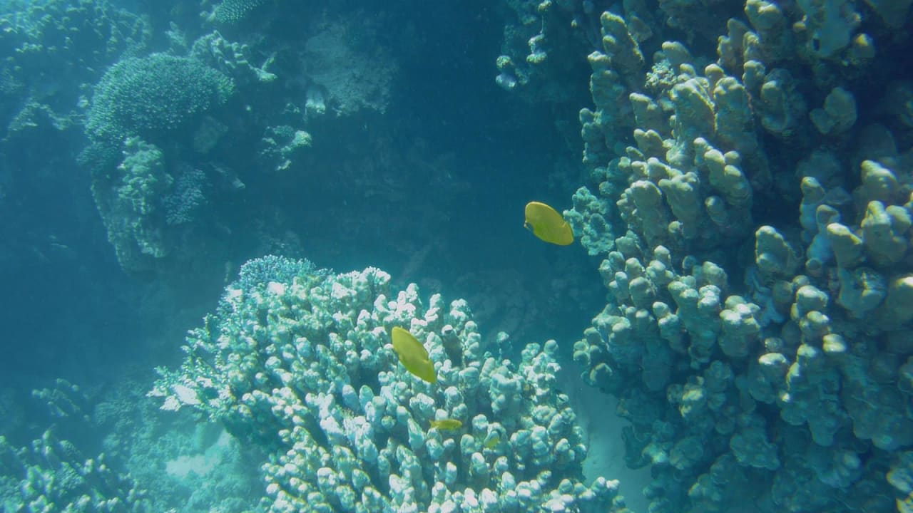 Sport & Freizeit Hotel Gorgonia Beach Resort