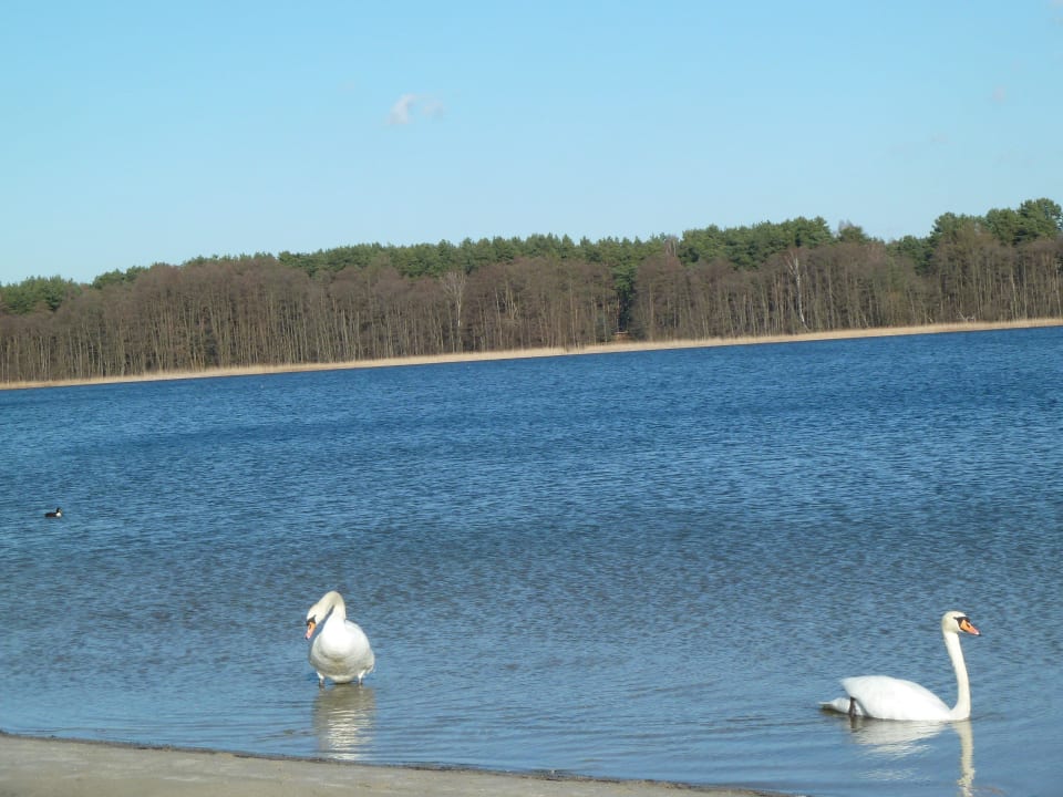 Lübbesee AHORN Seehotel Templin