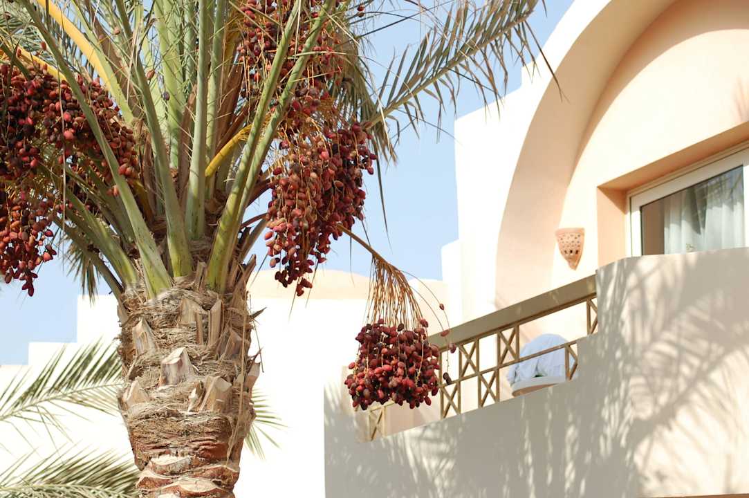 Unser Balkon und die leckeren Datteln Three Corners Sea Beach Resort