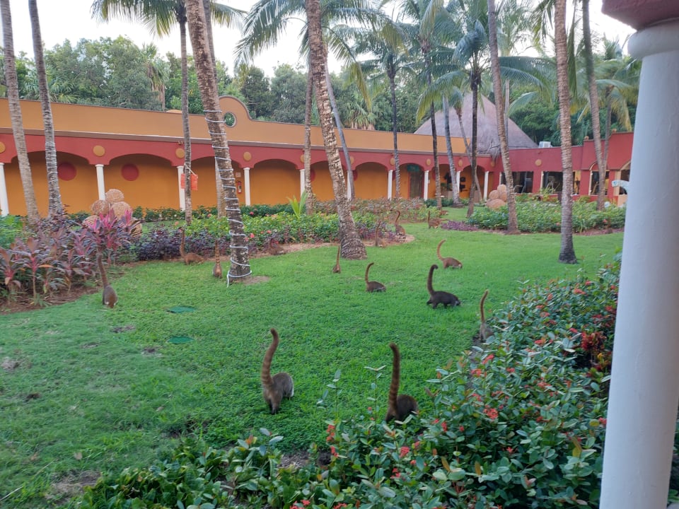 Gartenanlage Catalonia Playa Maroma