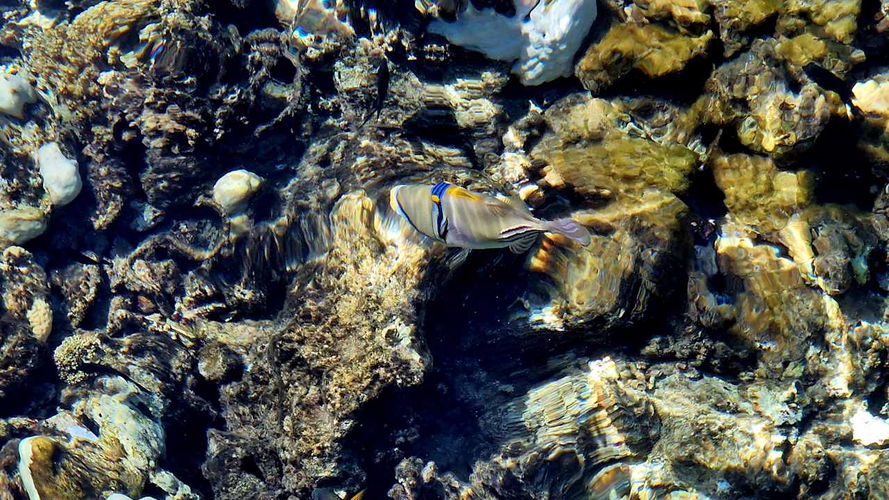 Strand Steigenberger Coraya Beach - Adults only