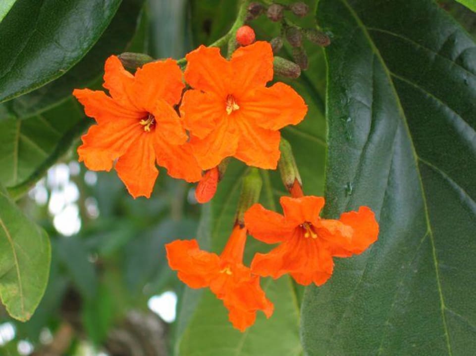 Tulpenbaum Couples Negril - Adults only