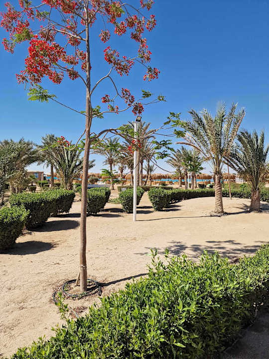 Gartenanlage Club Paradisio El Gouna, Red Sea