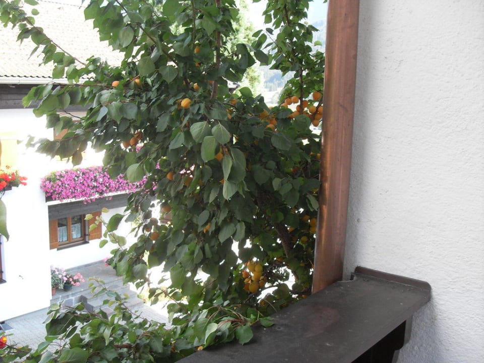 Aprikosen frei Haus Gästehaus Sonnberg