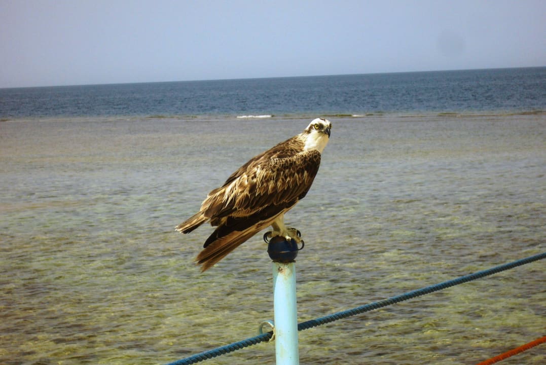 Weißkopfseeadler auf dem Steg Three Corners Happy Life Beach Resort
