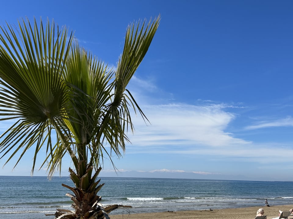 Strand Acanthus Cennet Barut Collection