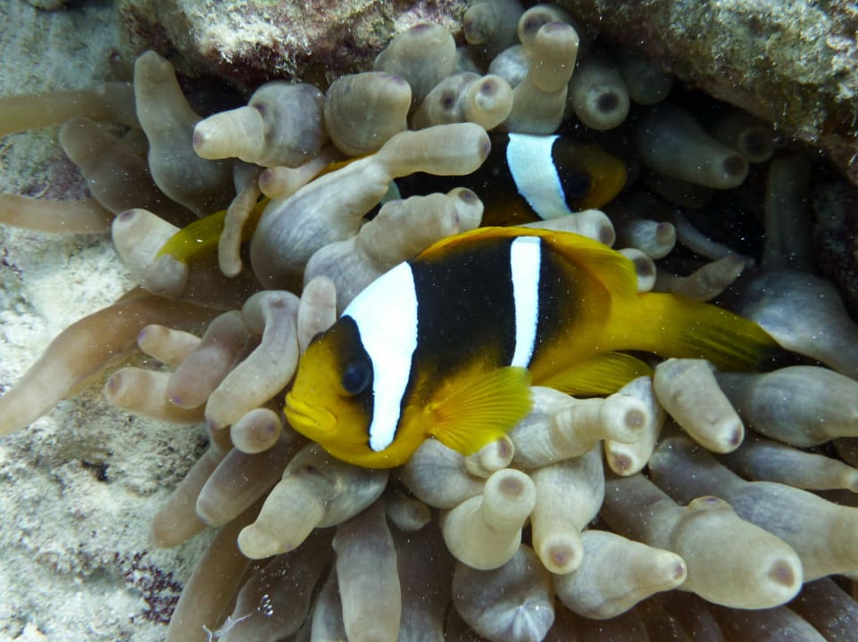 Clownfish Hotel Coral Garden
