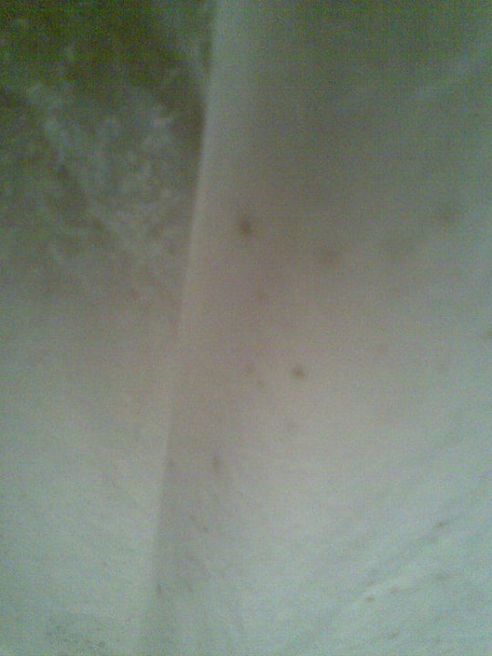 Schimmel Hotel Schaum