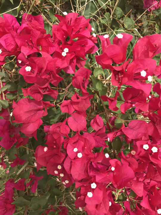 Sonstiges Marina Playa Suite Hotel