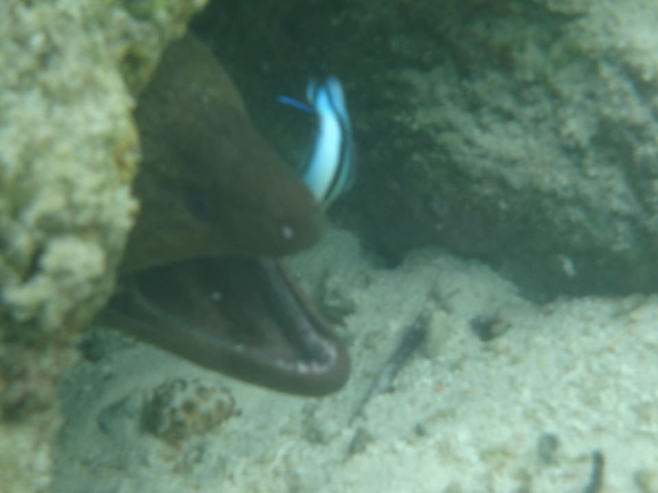 Muräne mit Putzerfisch Adaaran Select Hudhuran Fushi - Premium All Inclusive