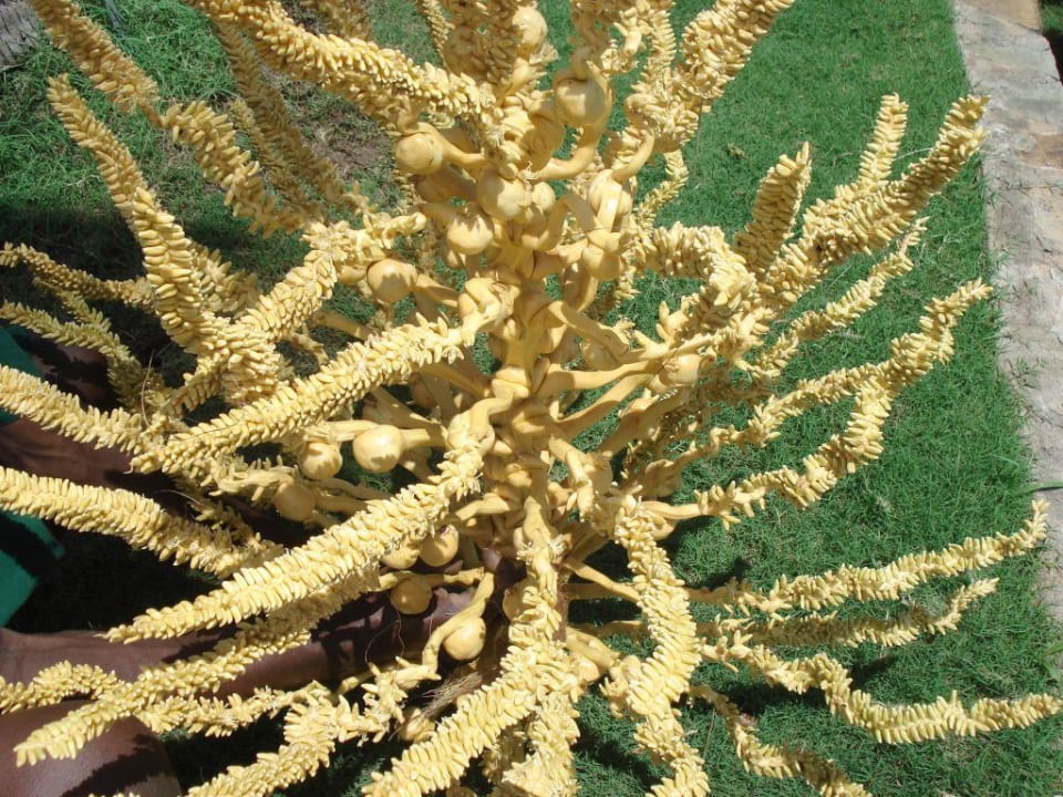 Der Coconut Strauch Baobab Beach Resort & Spa