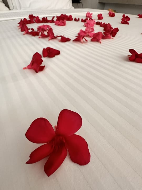 Zimmer Sentido Pearl Beach Kos – Adults only