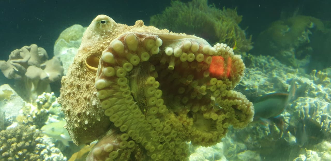 Gastro OZEN LIFE MAADHOO