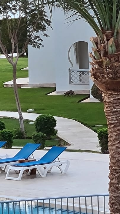 Ausblick Old Palace Resort Sahl Hasheesh