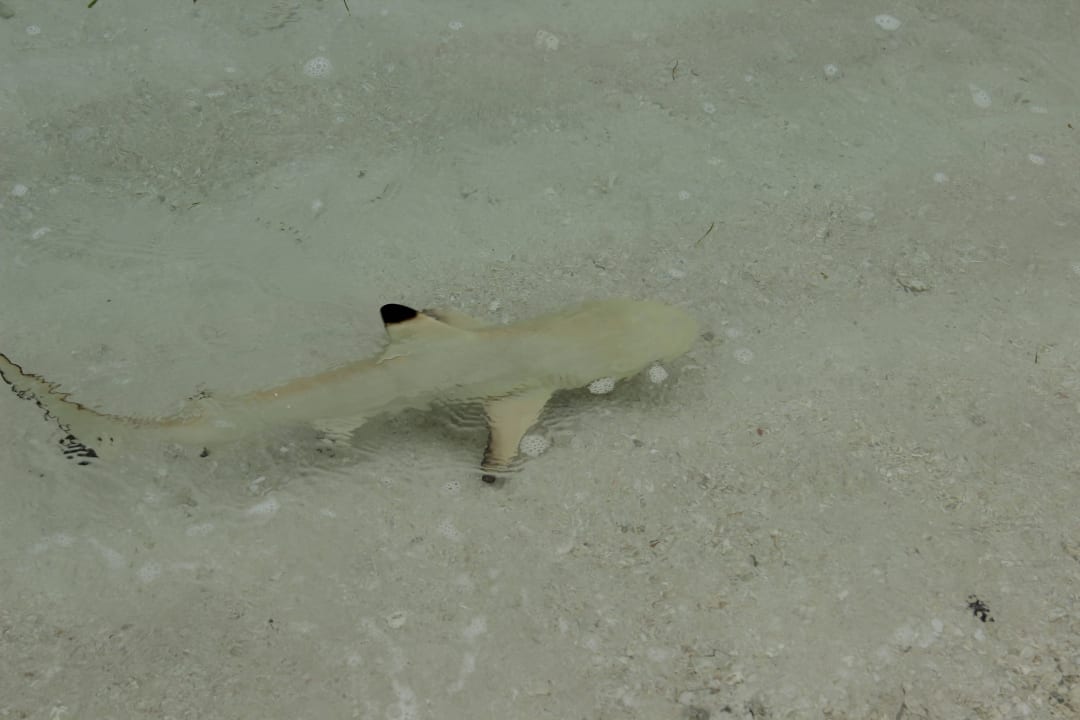 Kleine Schwarzspitzen Riffhaie im O-Resort Kuredu Island Resort & Spa