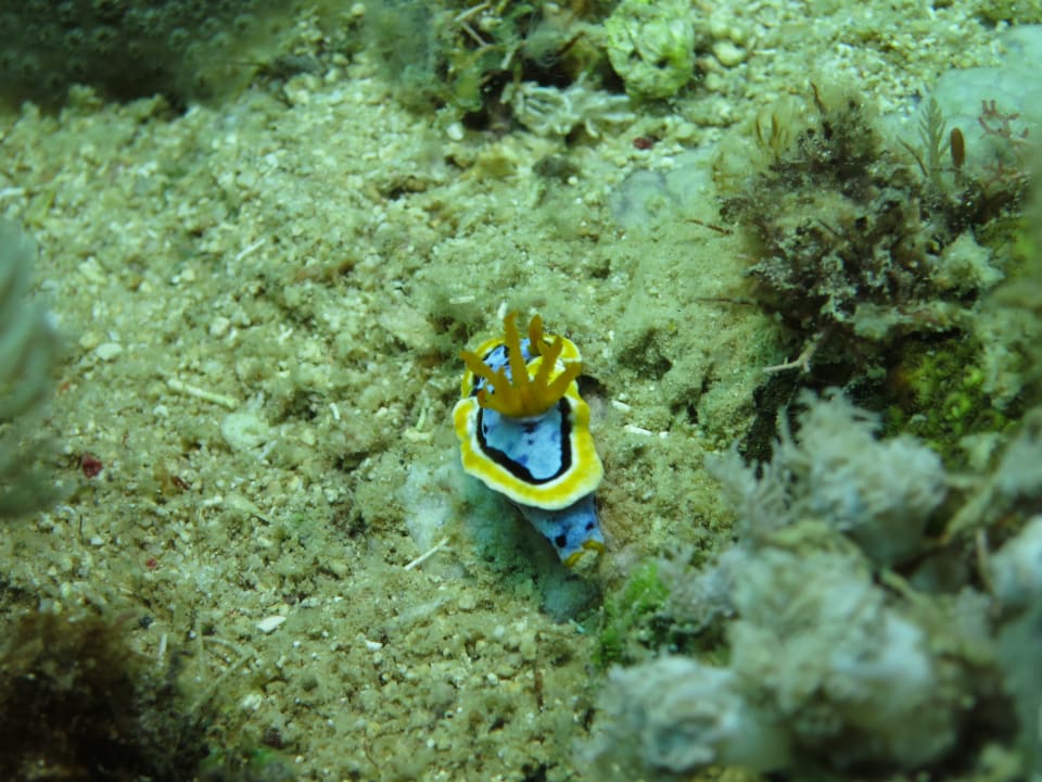 Sport & Freizeit Sunset Dive Resort