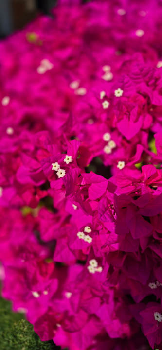 Gartenanlage Three Corners Sea Beach Resort