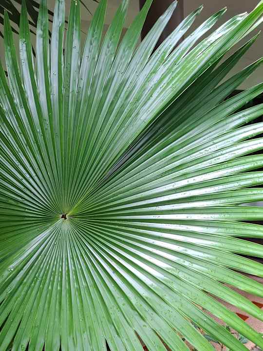 Gartenanlage Laluna Hotel & Resort