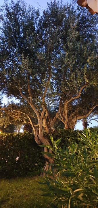 Gartenanlage Marinda Garden Aparthotel