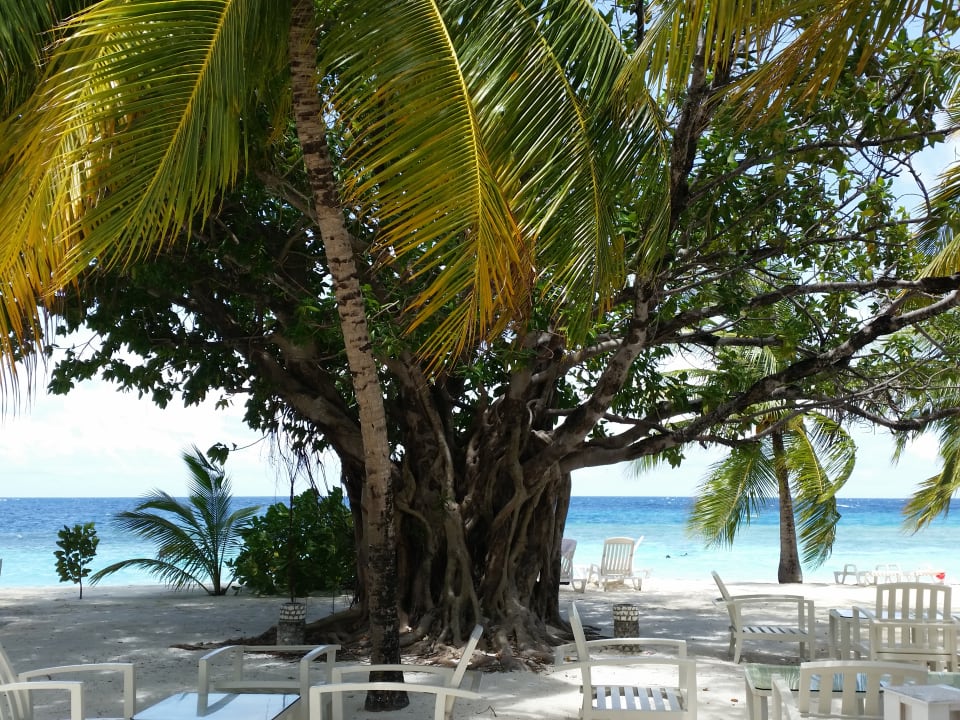 Gastro ananea Diamonds Athuruga