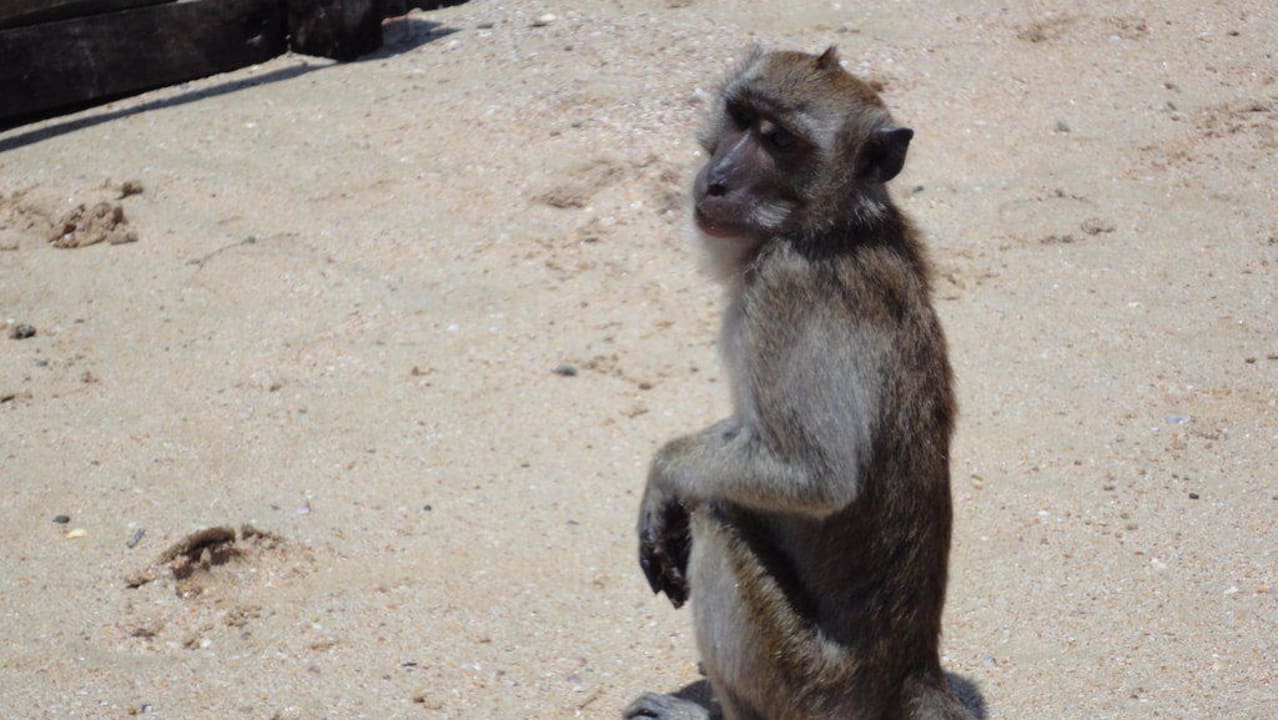 Affe am Hausstrand Aonang Villa Resort