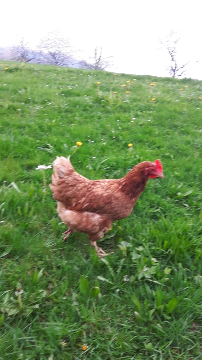 Sonstiges Ferienwohnungen Hugeseppehof