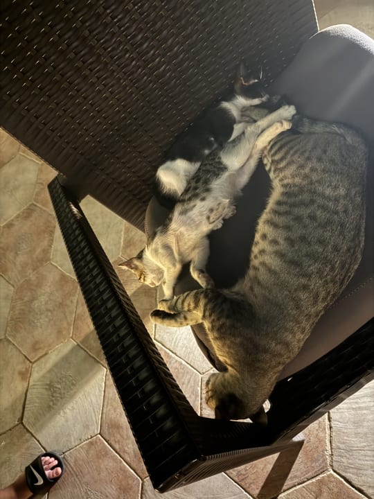 Außenansicht Selectum Family Resort Side