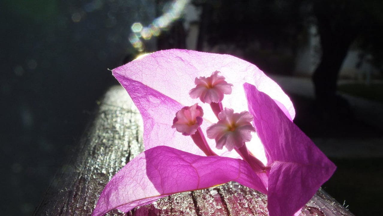 Blüte The Orangers Beach Resort and Bungalows