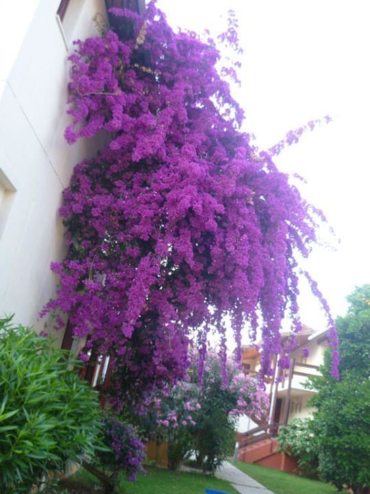 Schöne Blumen  Horus Paradise Luxury Resort & Club