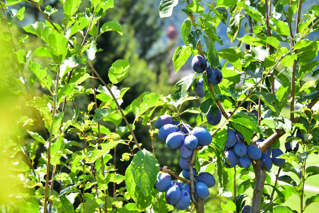 Gartenanlage Gschlunerhof