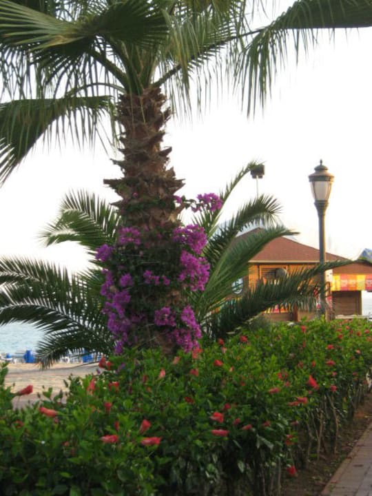 garten Gardenia Hotel