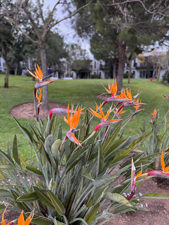 Gartenanlage ROBINSON QUINTA DA RIA