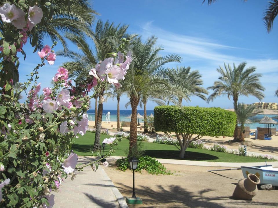 Blumen Steigenberger Coraya Beach - Adults only