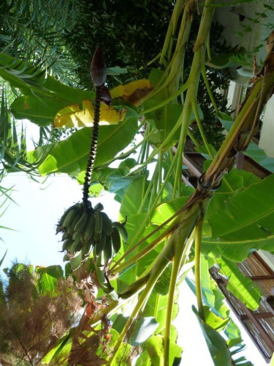 Pflanzenpracht Apollonia Beach Resort & Spa