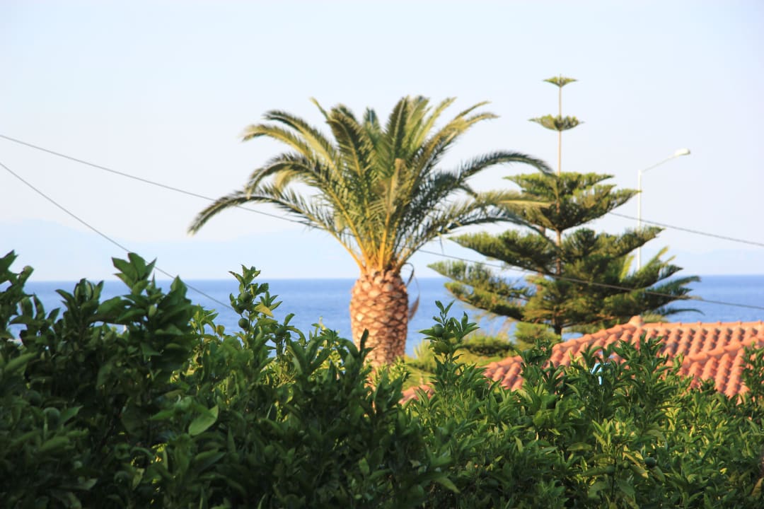 Ausblick Erdgeschoss mitten im Orangenhain Hotel Stella Bay