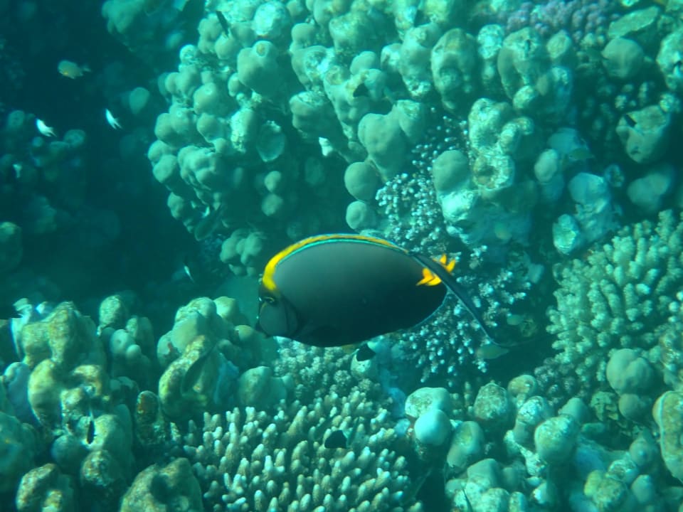 Sport & Freizeit Hotel Gorgonia Beach Resort