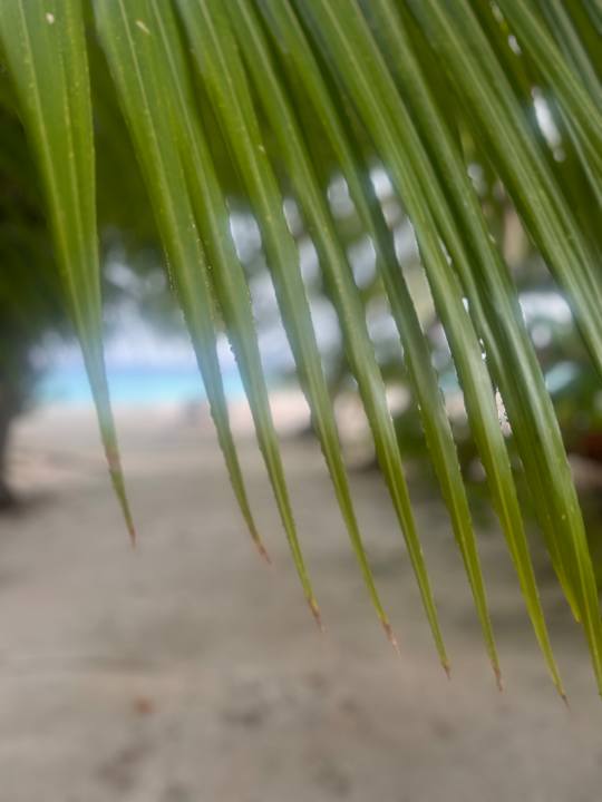 Strand Kuramathi Maldives