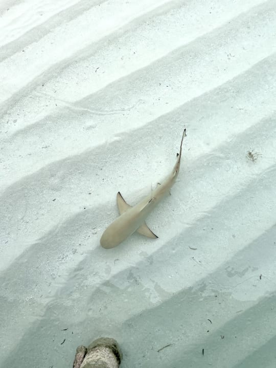 Strand Meeru Maldives Resort Island