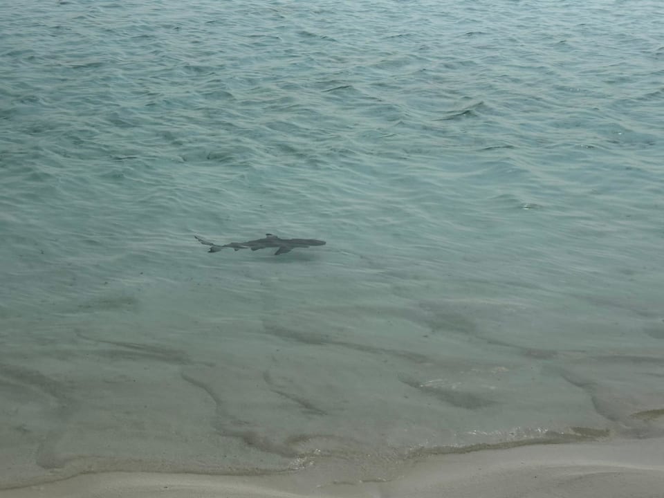 Strand Meeru Maldives Resort Island
