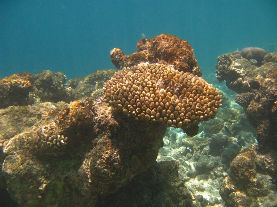 Korallen - beim Schnorcheln entdeckt Summer Island Maldives