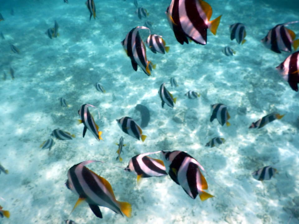 Fischschwarm Embudu Village