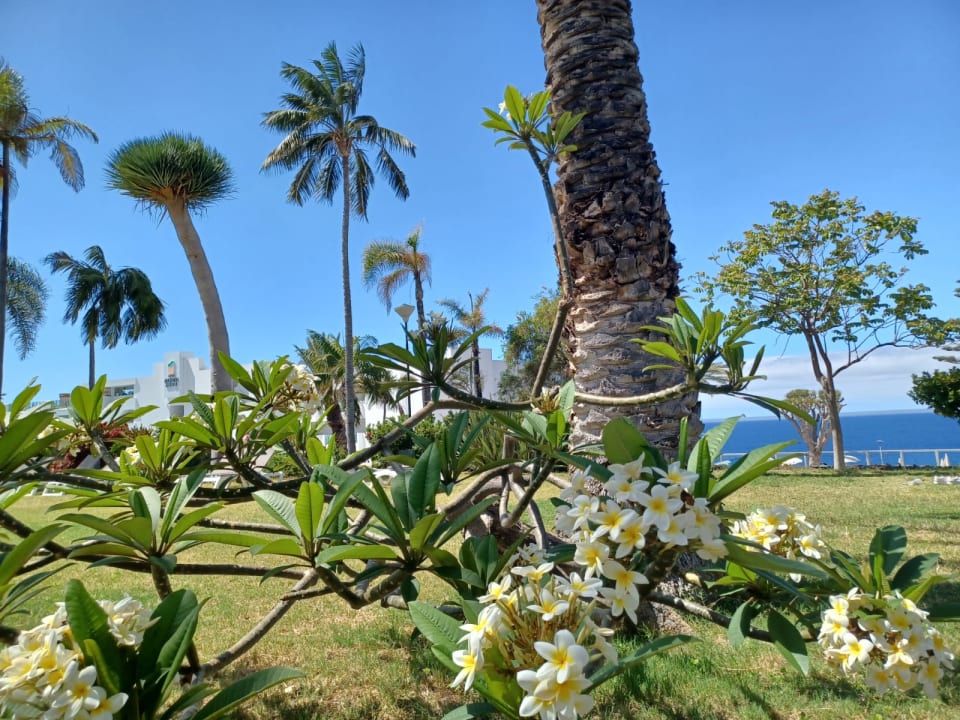 Gartenanlage Hotel Best Semiramis